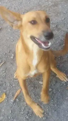 Cachorro raça vila-lata idade 1 ano nome Princesa