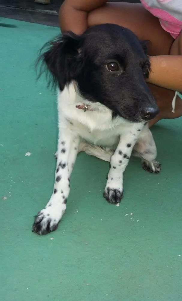 Cachorro ra a SRD idade 7 a 11 meses nome Sem nome