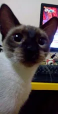 Anúbis