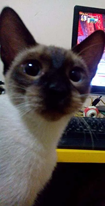 Gato ra a  idade 2 a 6 meses nome Anúbis