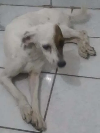 Cachorro ra a Não Definida (Aproxima-se de uma Fox Paulistinha) idade  nome Mel