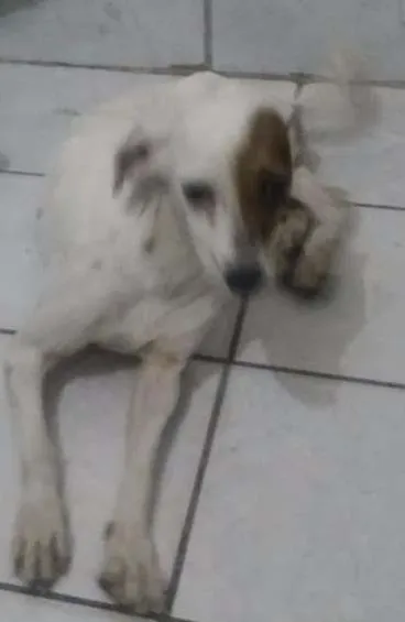 Cachorro ra a Não Definida (Aproxima-se de uma Fox Paulistinha) idade  nome Mel