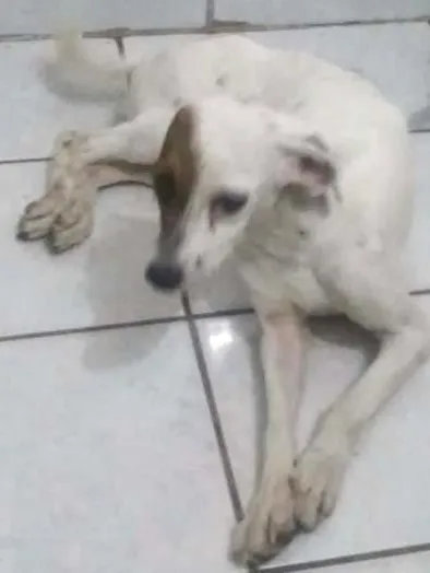 Cachorro ra a Não Definida (Aproxima-se de uma Fox Paulistinha) idade  nome Mel