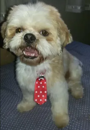 Cachorro raça shiytsu idade 3 anos nome Balu