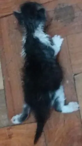 Gato raça Gato misturado idade Abaixo de 2 meses nome Blue