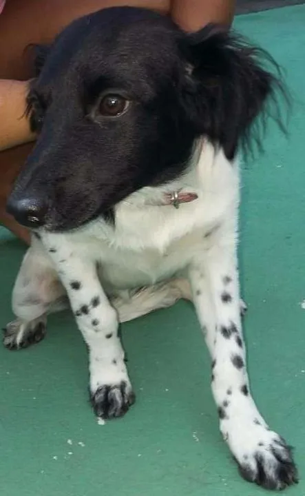 Cachorro ra a SRD idade 7 a 11 meses nome Sem nome