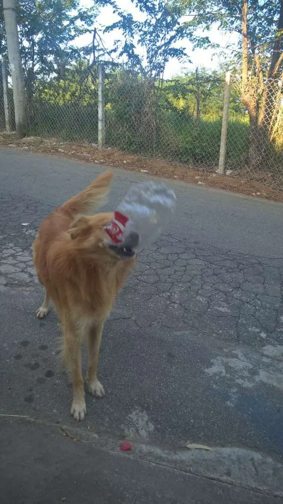 Cachorro ra a SRD idade 2 anos nome "Xarope"