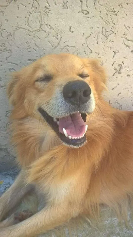 Cachorro ra a SRD idade 2 anos nome "Xarope"