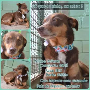 Cachorro raça SRD idade 6 ou mais anos nome Mônica - Fofura!