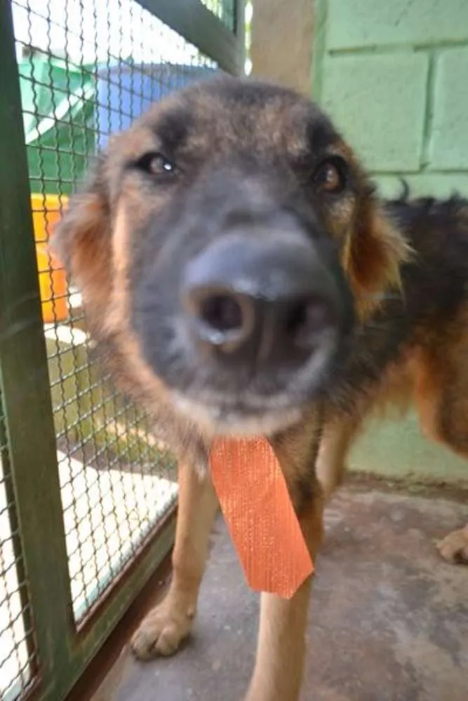 Cachorro ra a SRD idade 1 ano nome PARVEL, mais lindo 