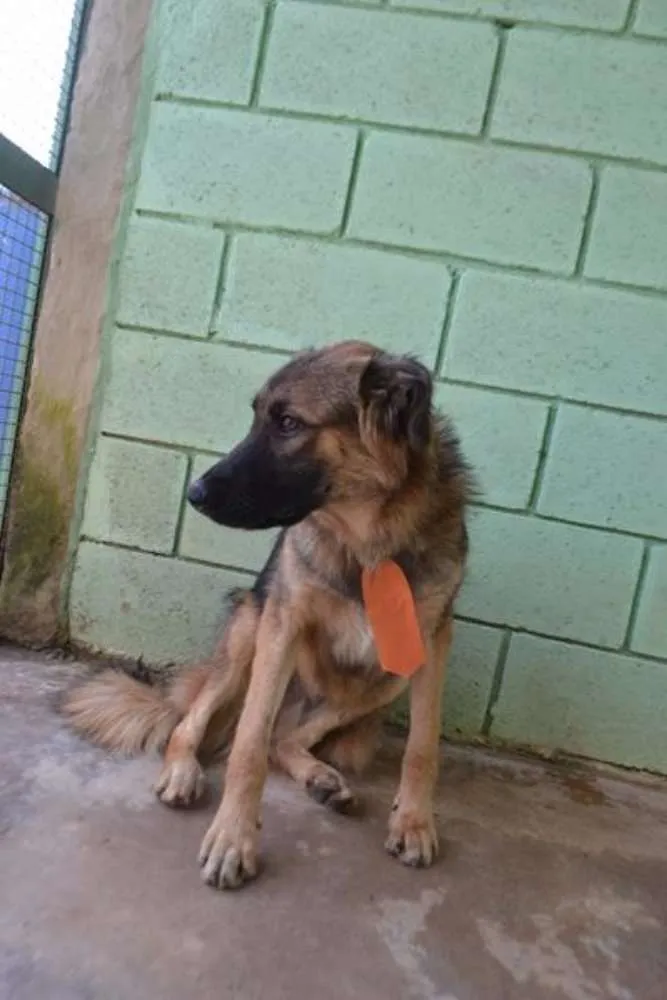 Cachorro ra a SRD idade 1 ano nome PARVEL, mais lindo 