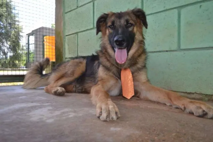 Cachorro ra a SRD idade 1 ano nome PARVEL, mais lindo 