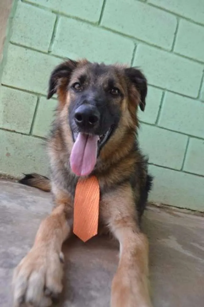 Cachorro ra a SRD idade 1 ano nome PARVEL, mais lindo 