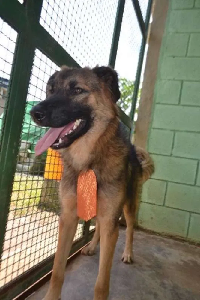 Cachorro ra a SRD idade 1 ano nome PARVEL, mais lindo 