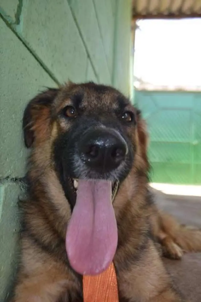 Cachorro ra a SRD idade 1 ano nome PARVEL, mais lindo 