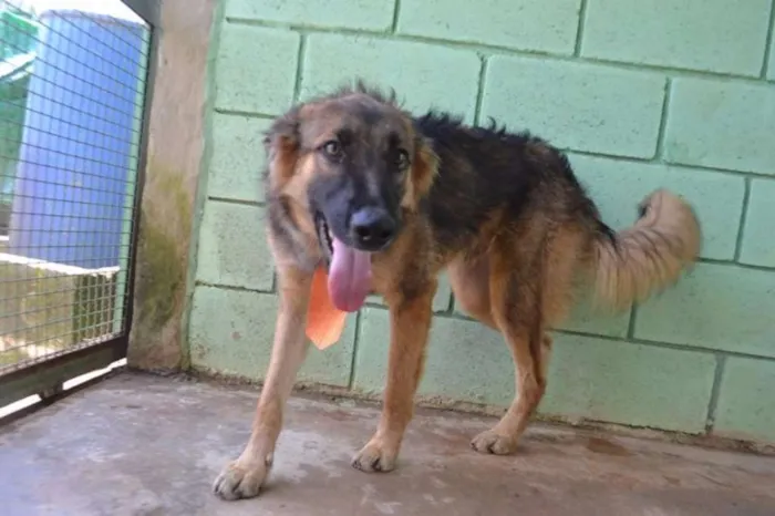 Cachorro ra a SRD idade 1 ano nome PARVEL, mais lindo 