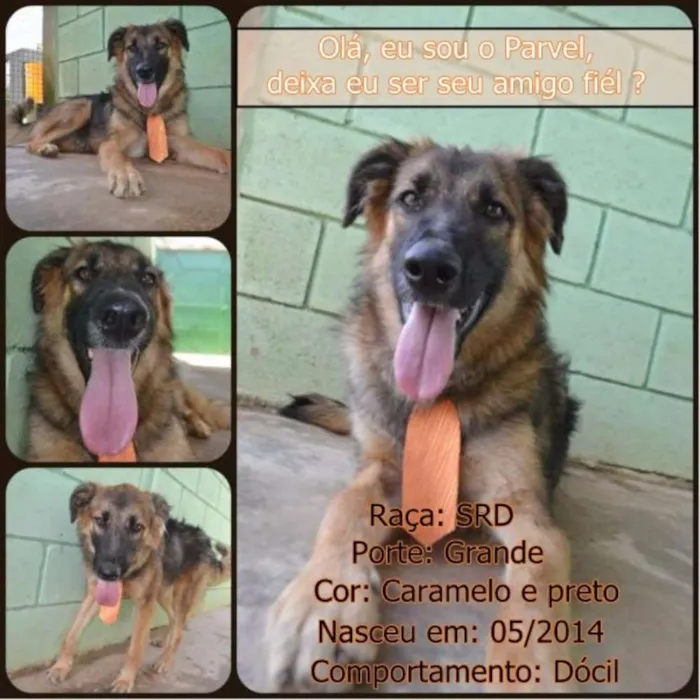 Cachorro ra a SRD idade 1 ano nome PARVEL, mais lindo 