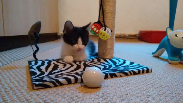 Gato ra a SRD idade 2 a 6 meses nome Adote Amora