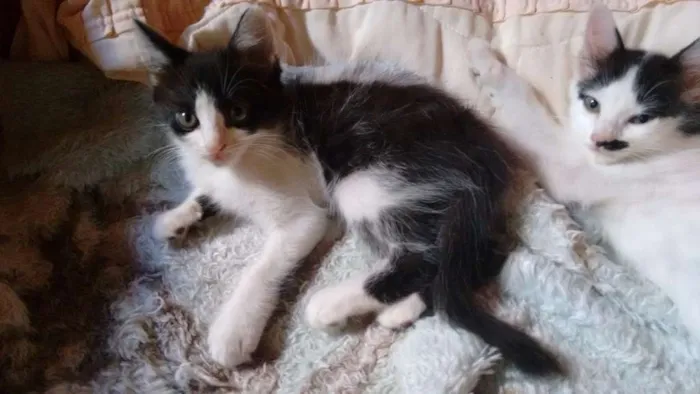 Gato ra a SRD idade 2 a 6 meses nome Adote Amora