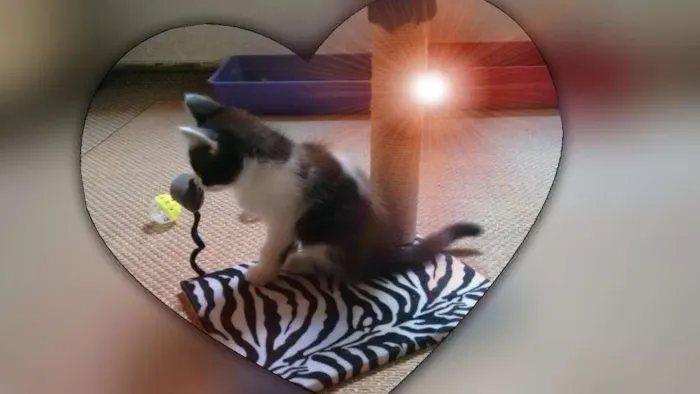 Gato ra a SRD idade 2 a 6 meses nome Adote Amora