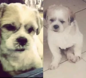 Cachorro raça Lhasa Apso idade 4 anos nome Bacco