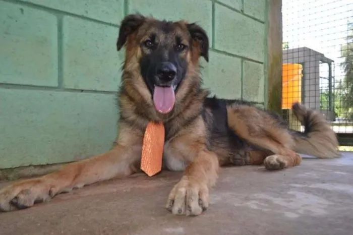 Cachorro ra a SRD idade 1 ano nome PARVEL, mais lindo 