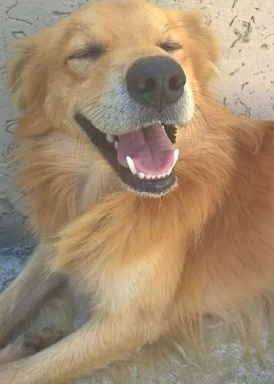 Cachorro ra a SRD idade 2 anos nome "Xarope"