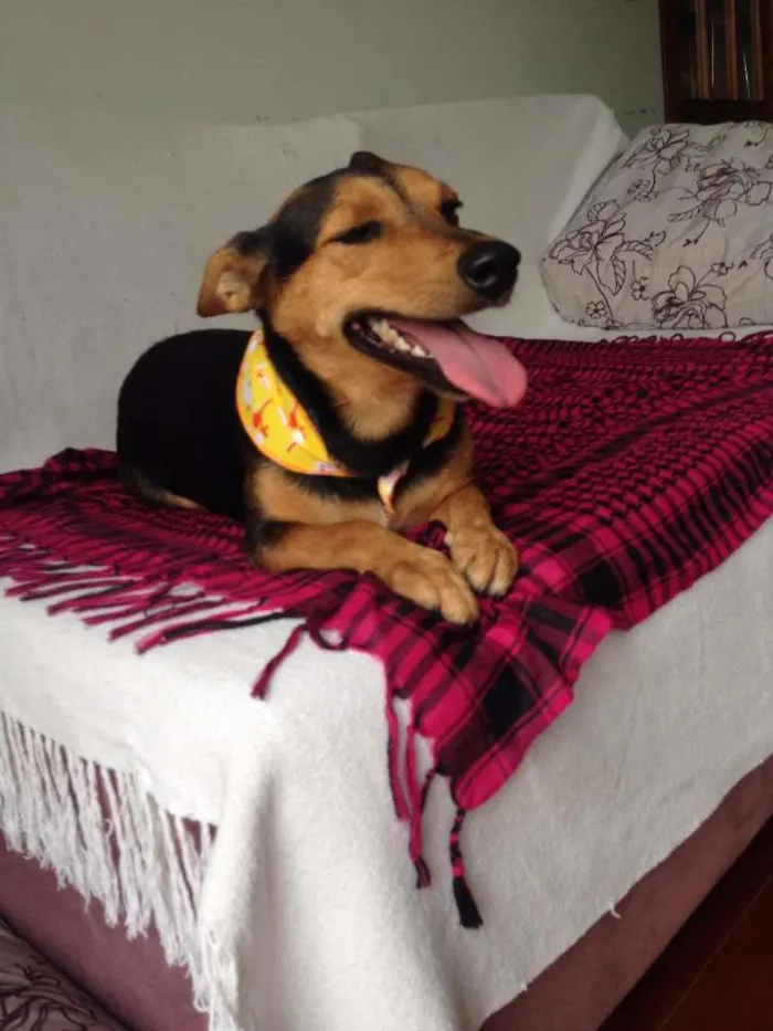 Cachorro ra a SRD idade 2 anos nome Lilika