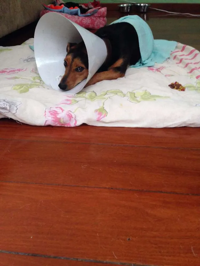 Cachorro ra a SRD idade 2 anos nome Lilika