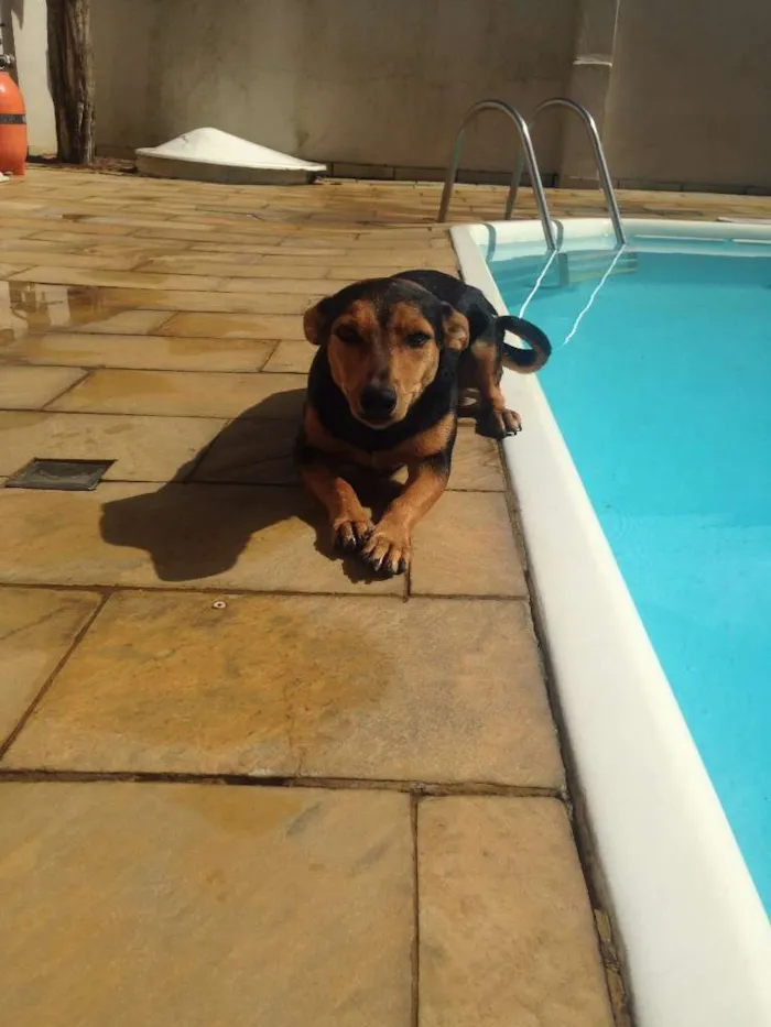 Cachorro ra a SRD idade 2 anos nome Lilika