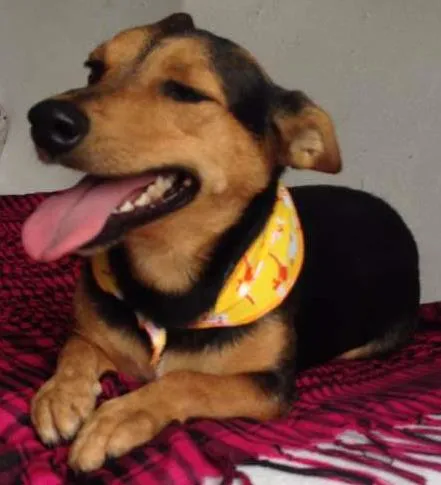 Cachorro ra a SRD idade 2 anos nome Lilika