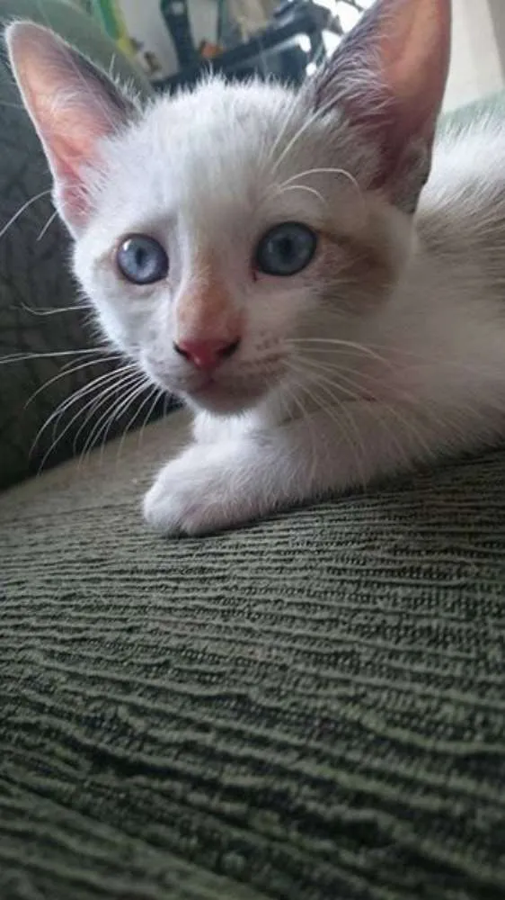 Gato ra a SRD idade 2 a 6 meses nome Branquinho