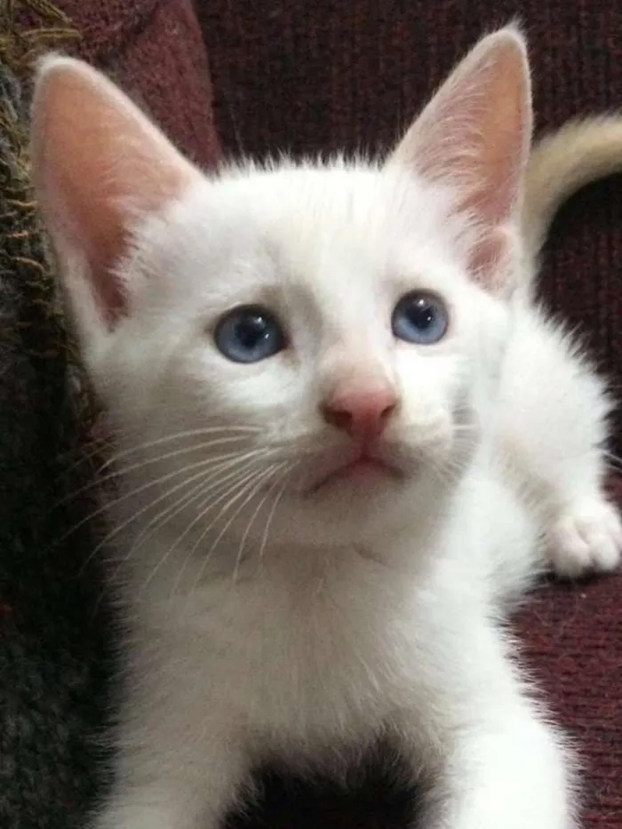 Gato ra a SRD idade 2 a 6 meses nome Branquinho