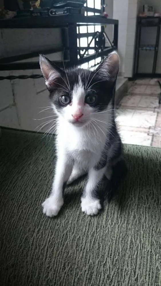 Gato ra a SRD idade 2 a 6 meses nome Branquinho