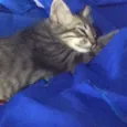 sebastian