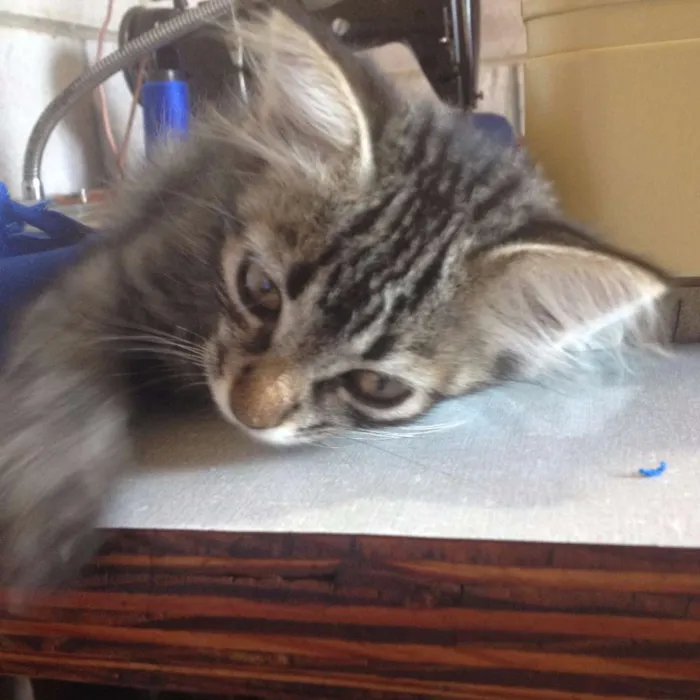 Gato ra a  idade 2 a 6 meses nome sebastian