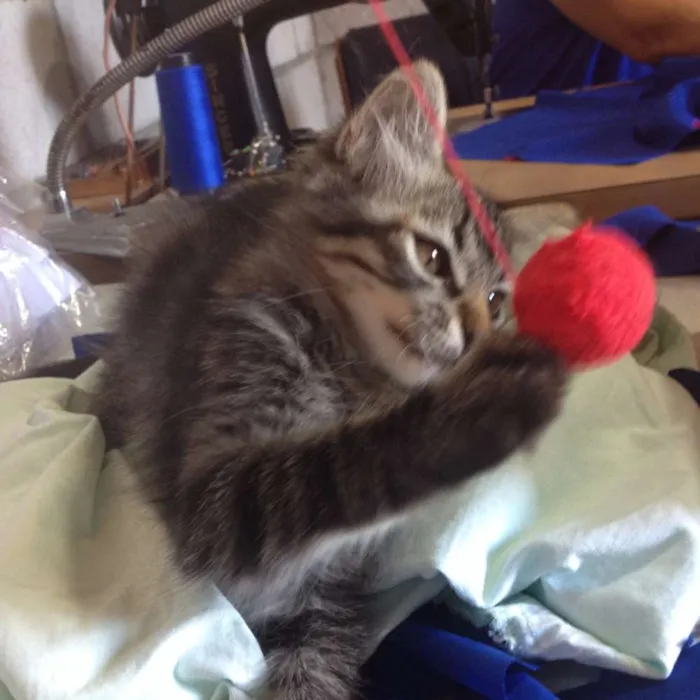 Gato ra a  idade 2 a 6 meses nome sebastian