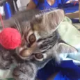 sebastian