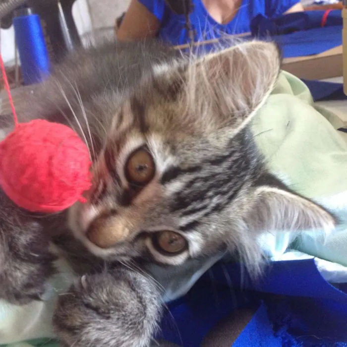 Gato ra a  idade 2 a 6 meses nome sebastian