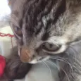 sebastian