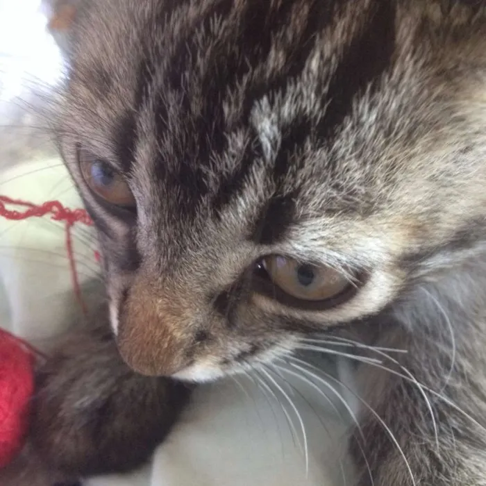 Gato ra a  idade 2 a 6 meses nome sebastian