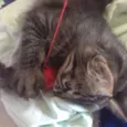 sebastian