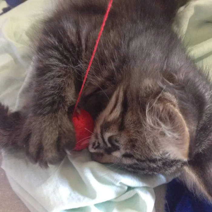 Gato ra a  idade 2 a 6 meses nome sebastian