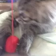 sebastian