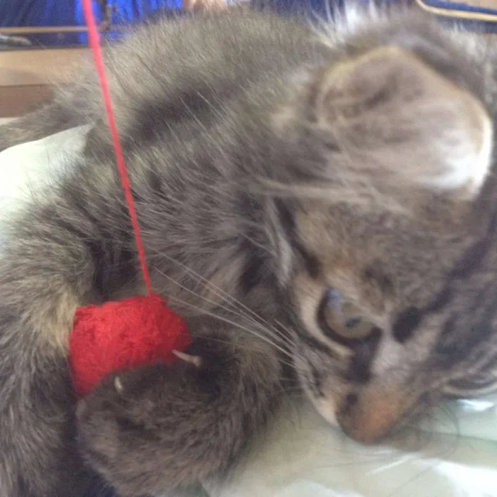 Gato ra a  idade 2 a 6 meses nome sebastian