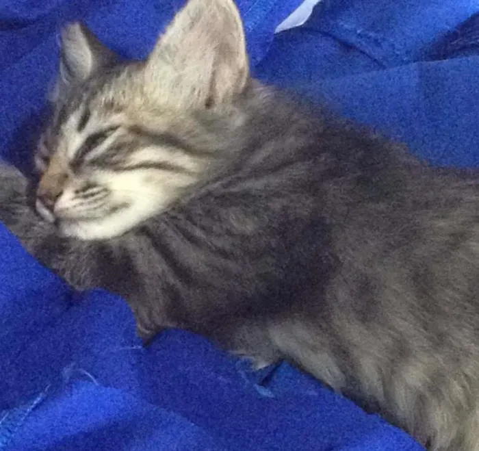Gato ra a  idade 2 a 6 meses nome sebastian
