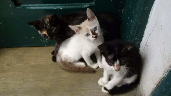 Gato ra a variados idade Abaixo de 2 meses nome filhotes