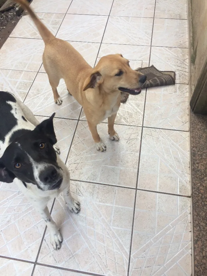 Cachorro ra a Sem raça idade 7 a 11 meses nome Maia ; Corinthiano