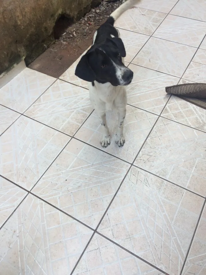 Cachorro ra a Sem raça idade 7 a 11 meses nome Maia ; Corinthiano