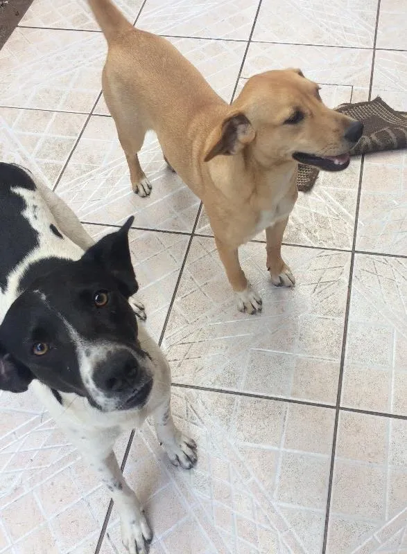 Cachorro ra a Sem raça idade 7 a 11 meses nome Maia ; Corinthiano